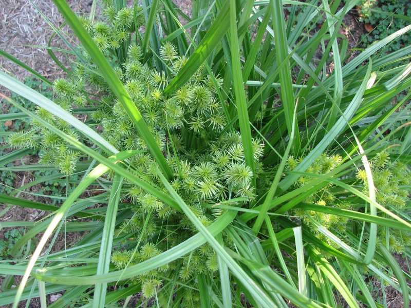 weeds-glorious-weeds-piedmont-master-gardeners